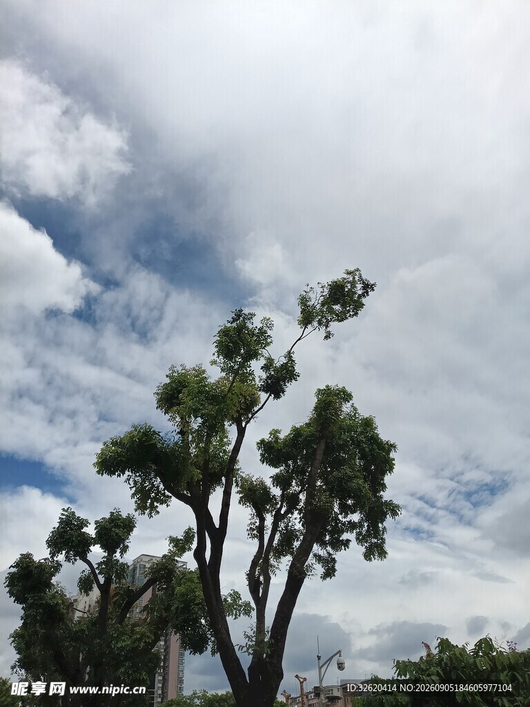 蓝天白云下的挺拔绿树