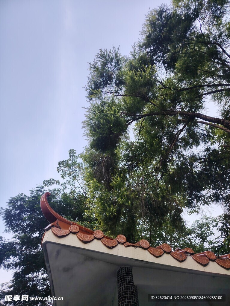 屋顶树梢间的自然景致