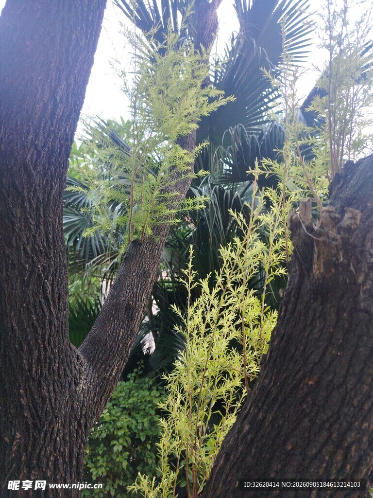 林间树木与新生枝叶景象