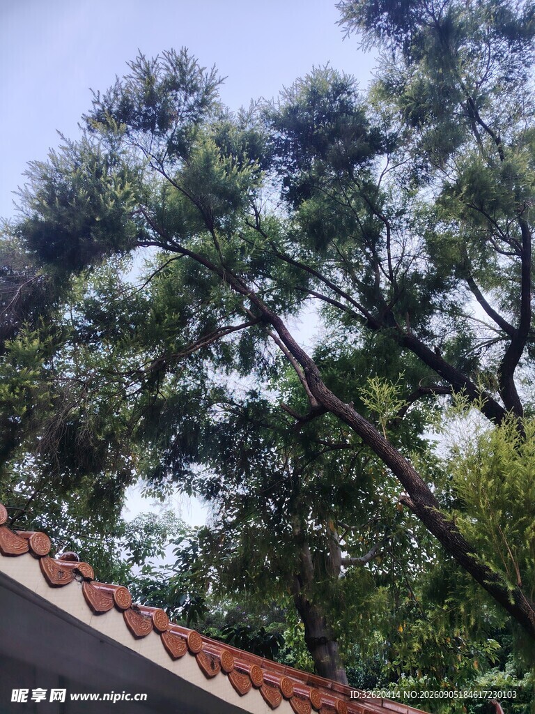 屋顶旁的葱郁树木