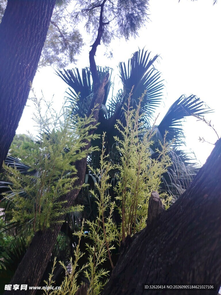 林间绿植景观