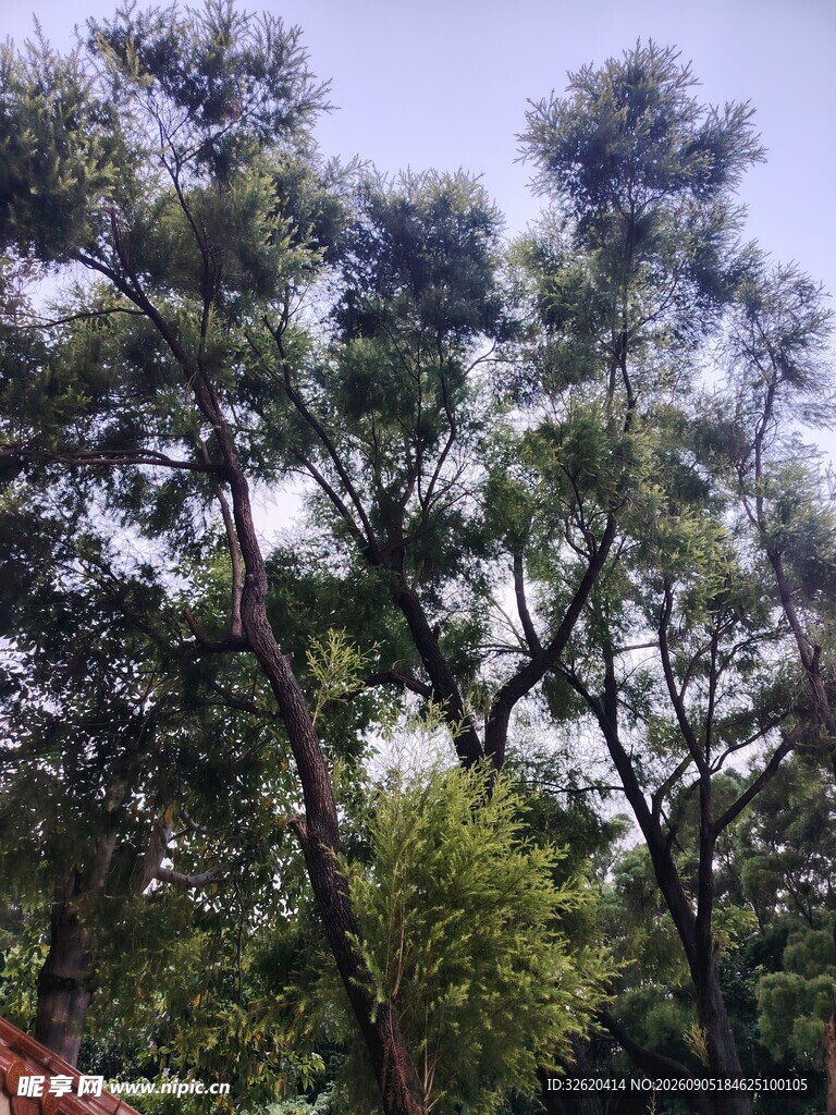 茂密树林中的葱郁树冠