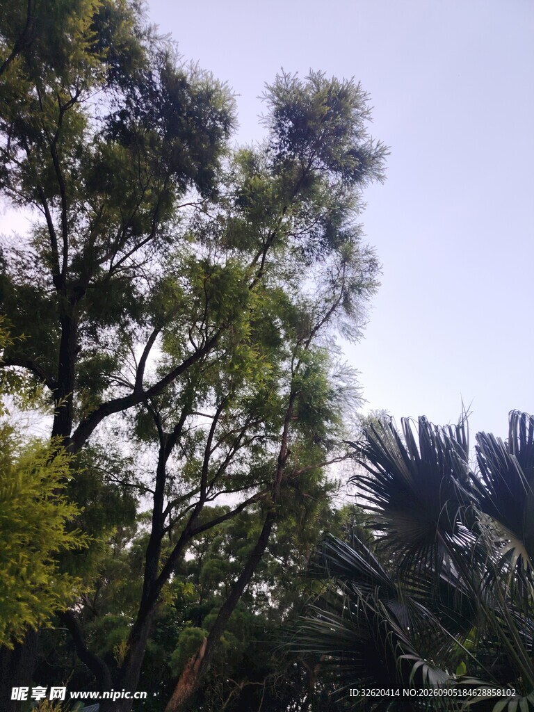 繁茂绿树
