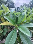 绿叶繁茂的热带植物