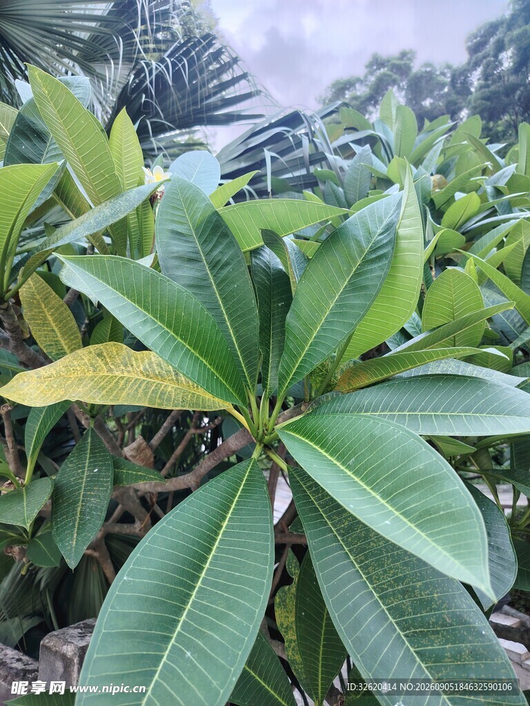 绿叶繁茂的热带植物