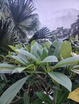雨中葱郁绿植景观