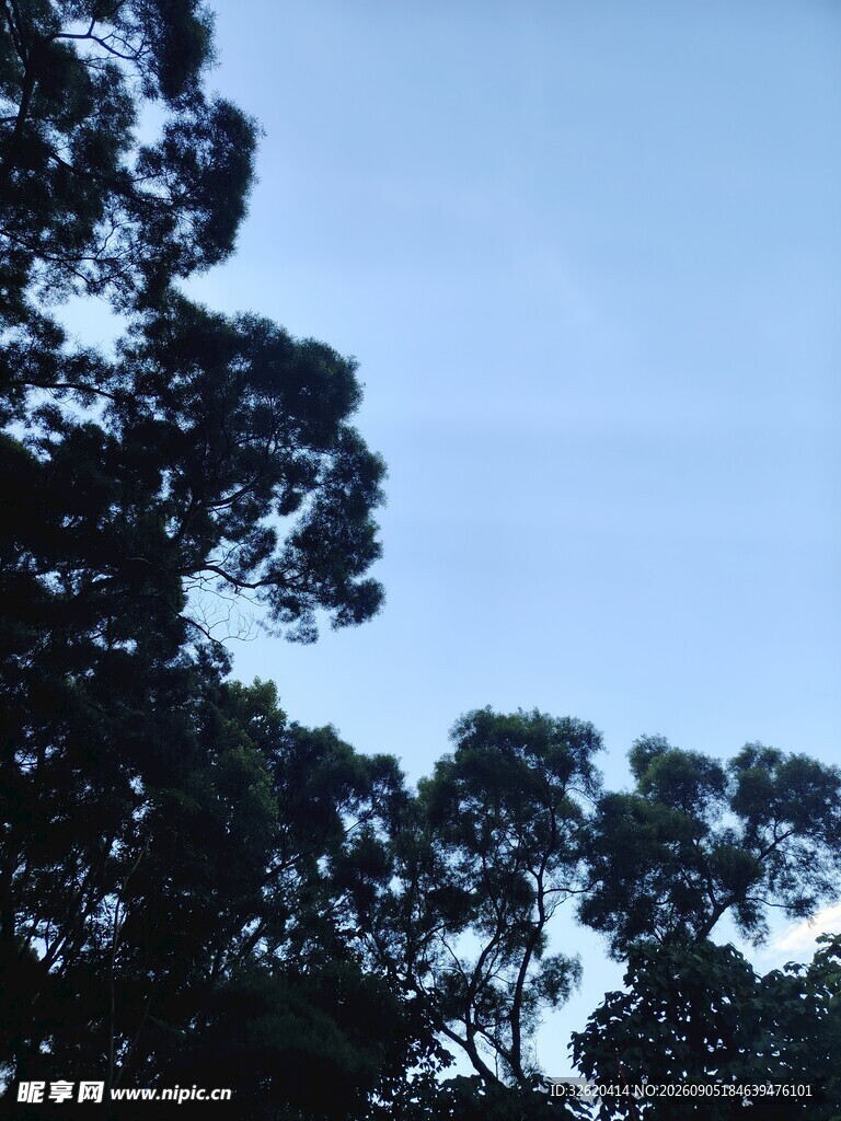树梢上的蓝天剪影