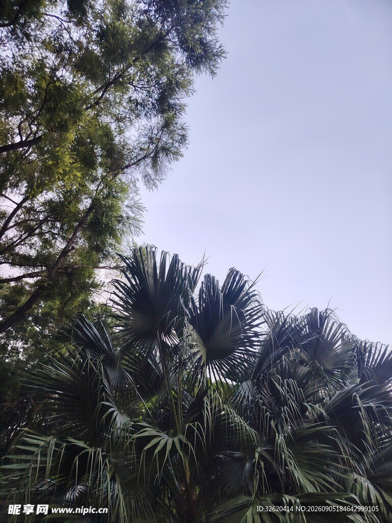 繁茂绿植
