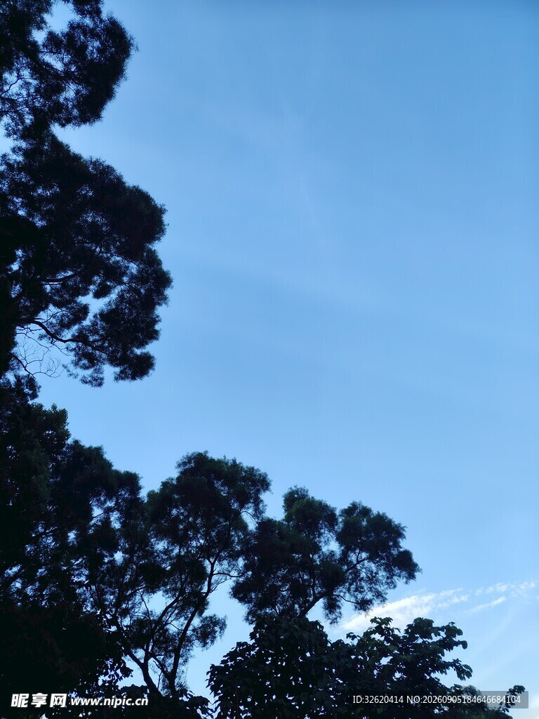 蓝天映衬下的繁茂树冠