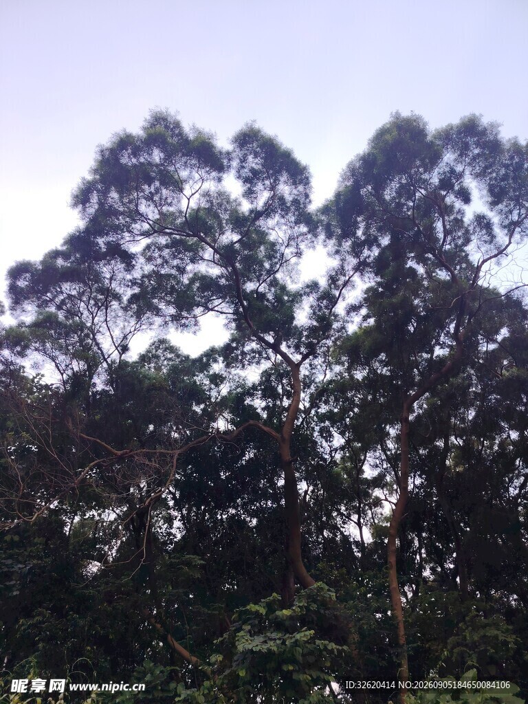 茂密树林中的高大树木
