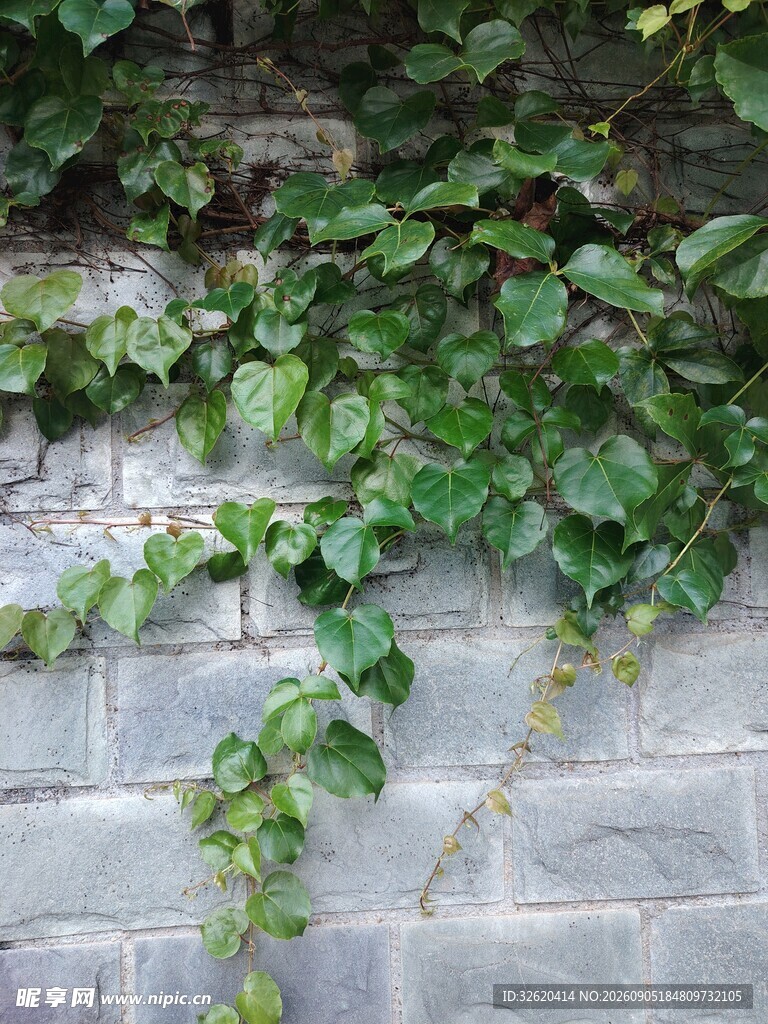 青砖墙上的翠绿藤蔓