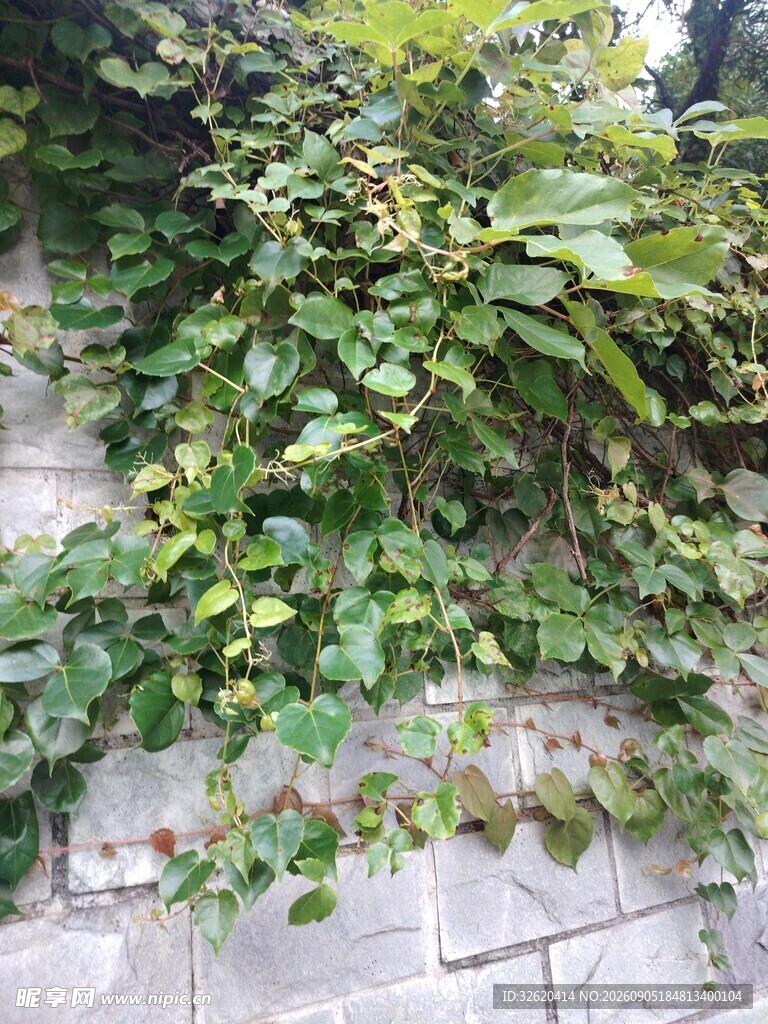爬满绿植的砖墙