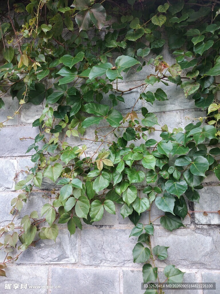 石墙上的翠绿藤蔓植物