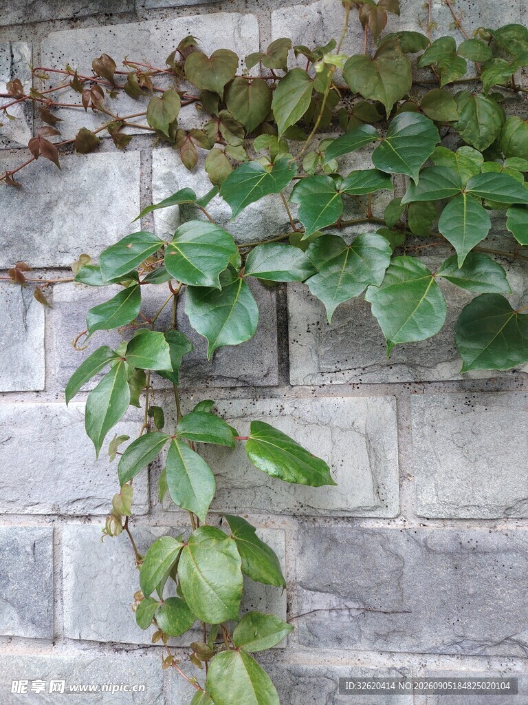 砖墙垂挂的翠绿藤蔓