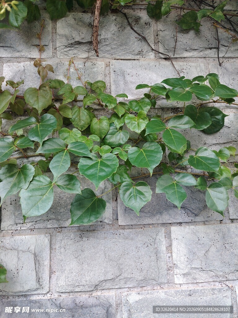 石墙上的翠绿爬藤植物