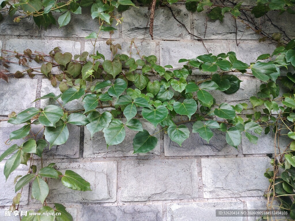 砖墙爬满翠绿藤蔓植物
