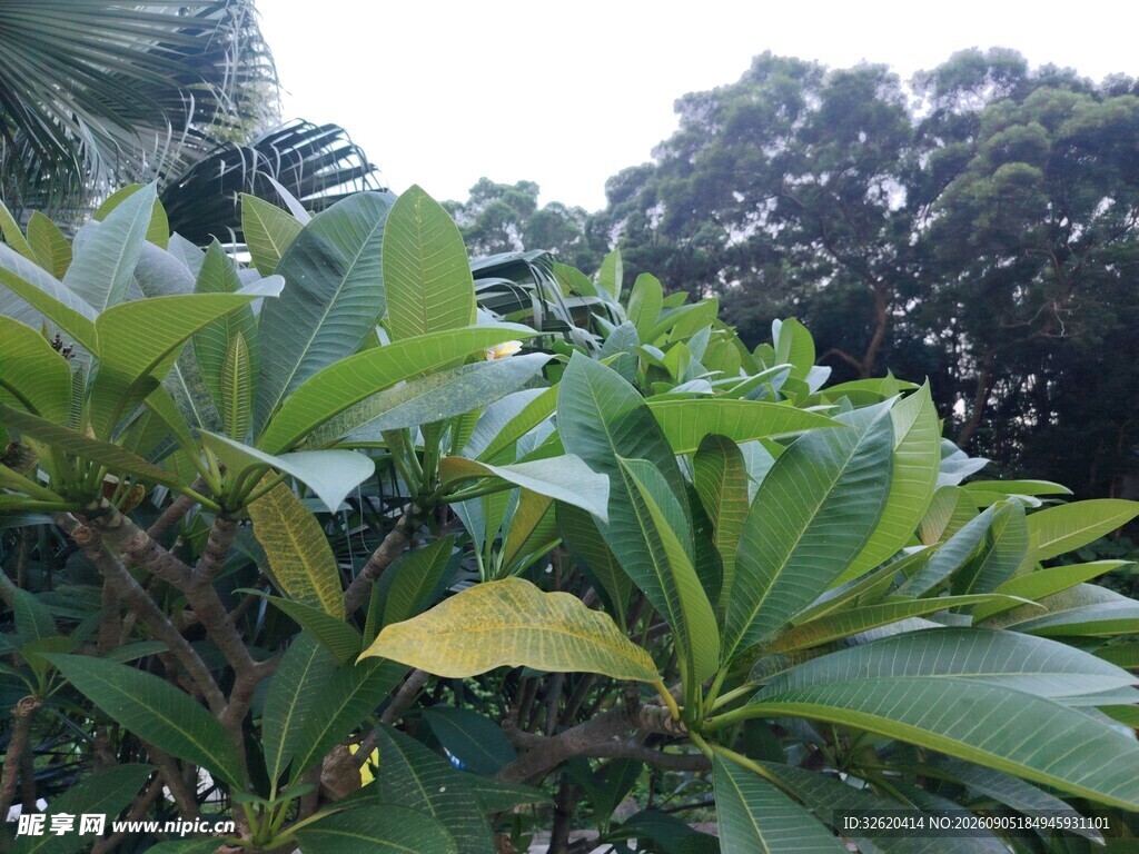 绿叶繁茂的植物景观