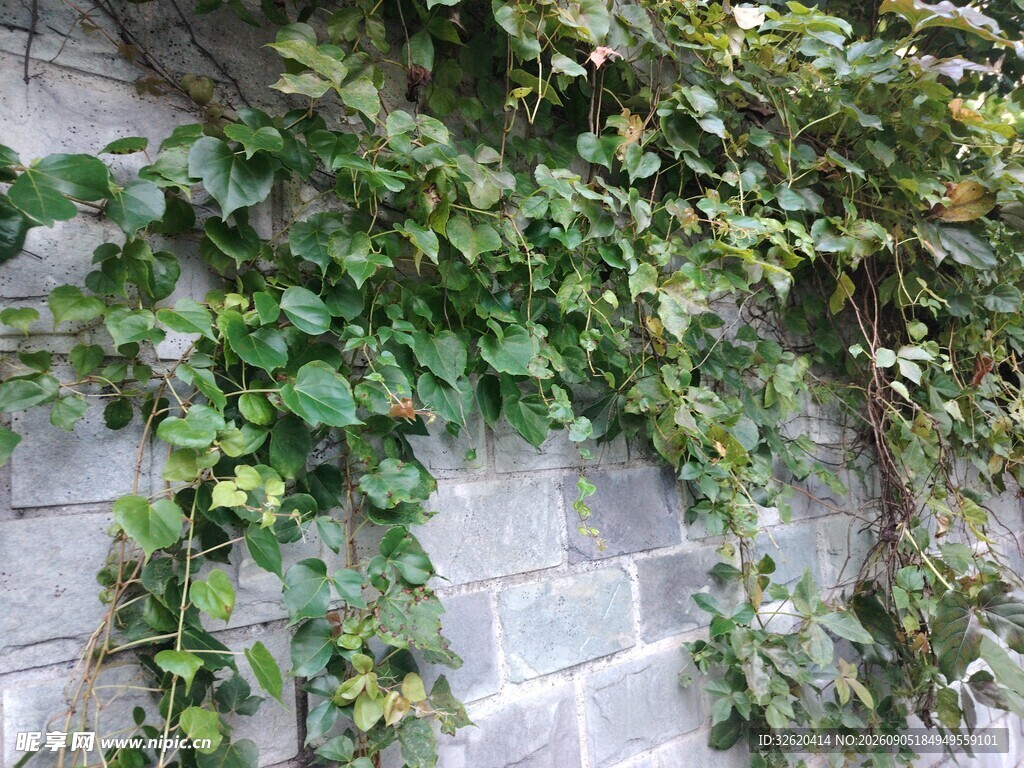 石墙上的翠绿藤蔓植物