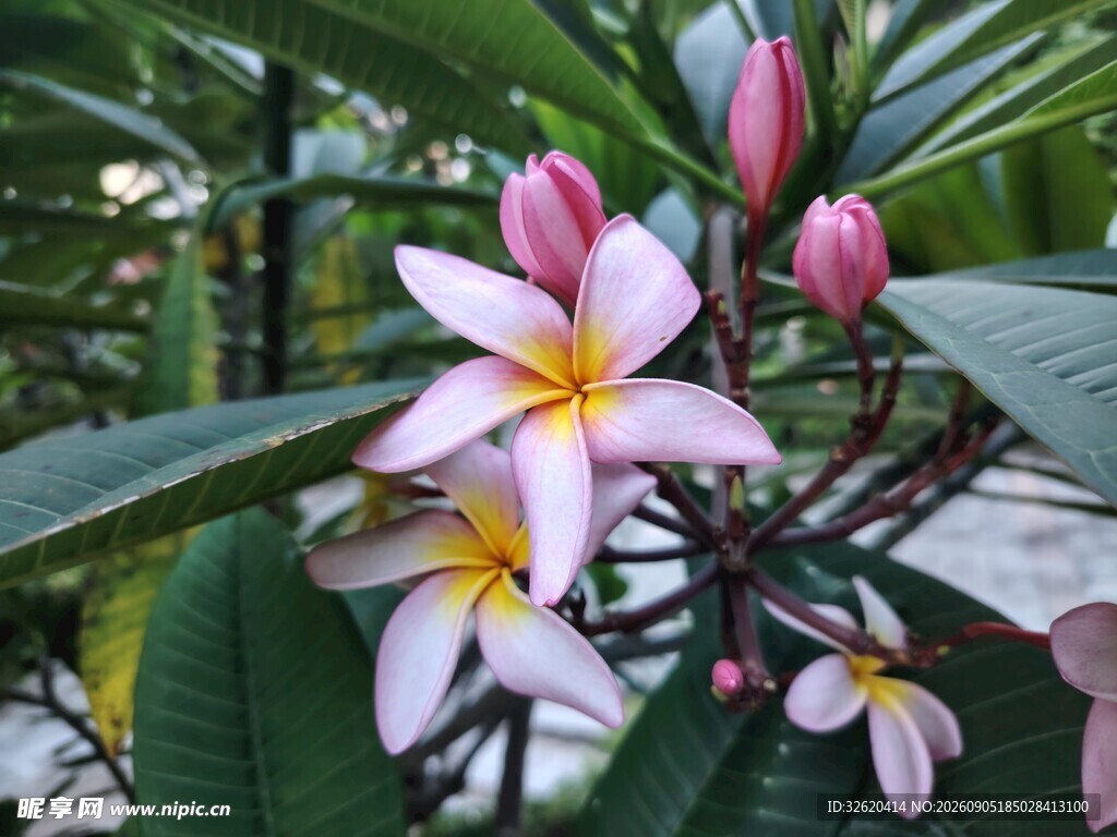 鸡蛋花