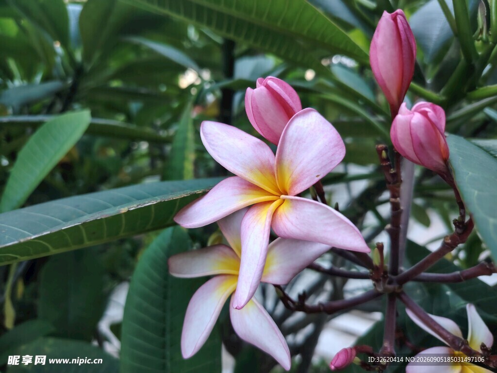 鸡蛋花