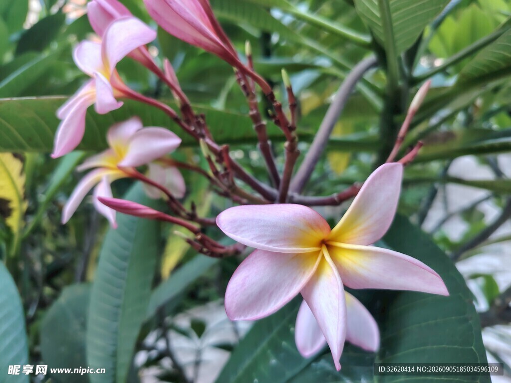 鸡蛋花