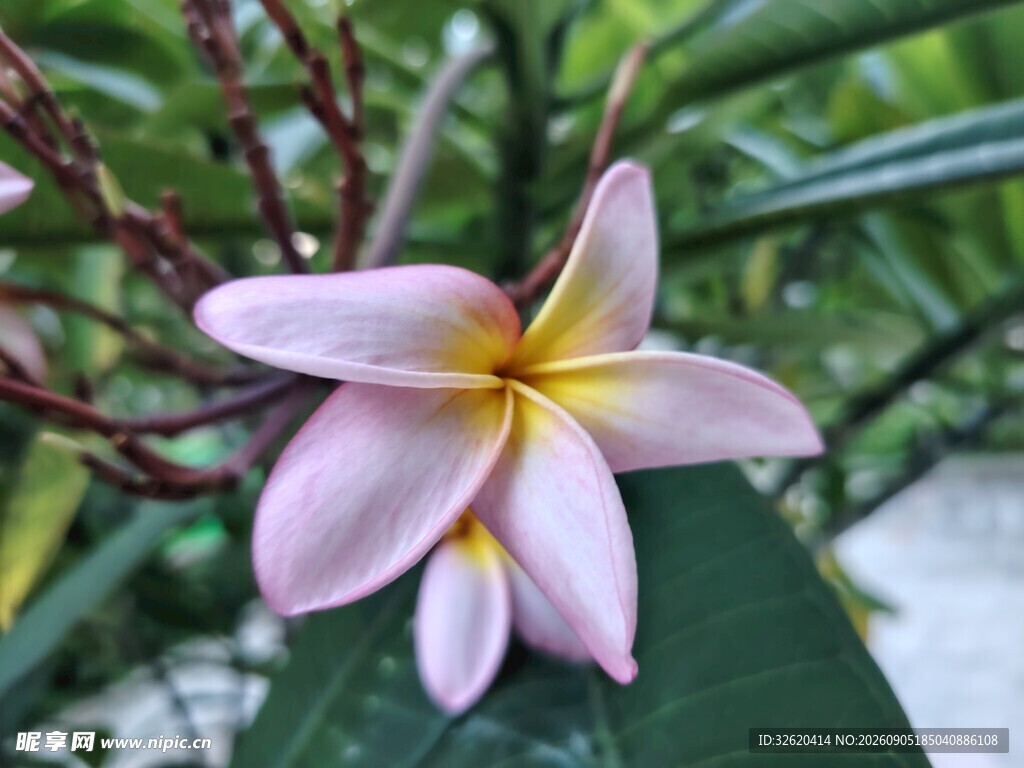 鸡蛋花
