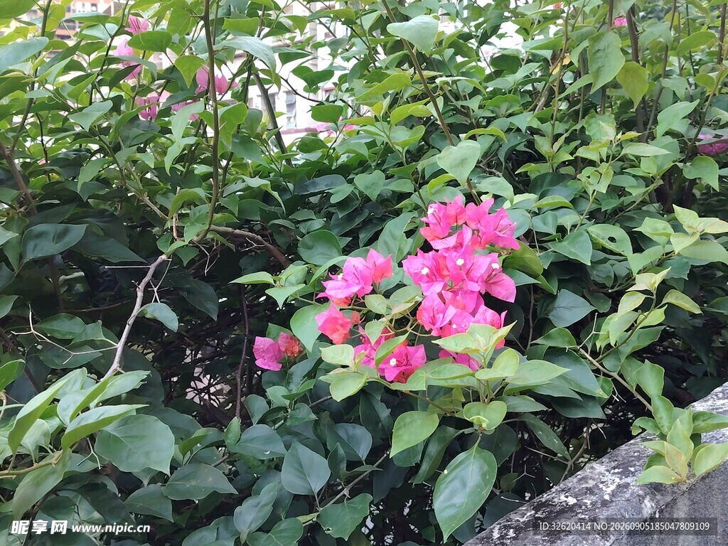 三角梅