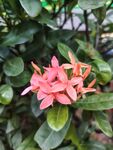 龙船花