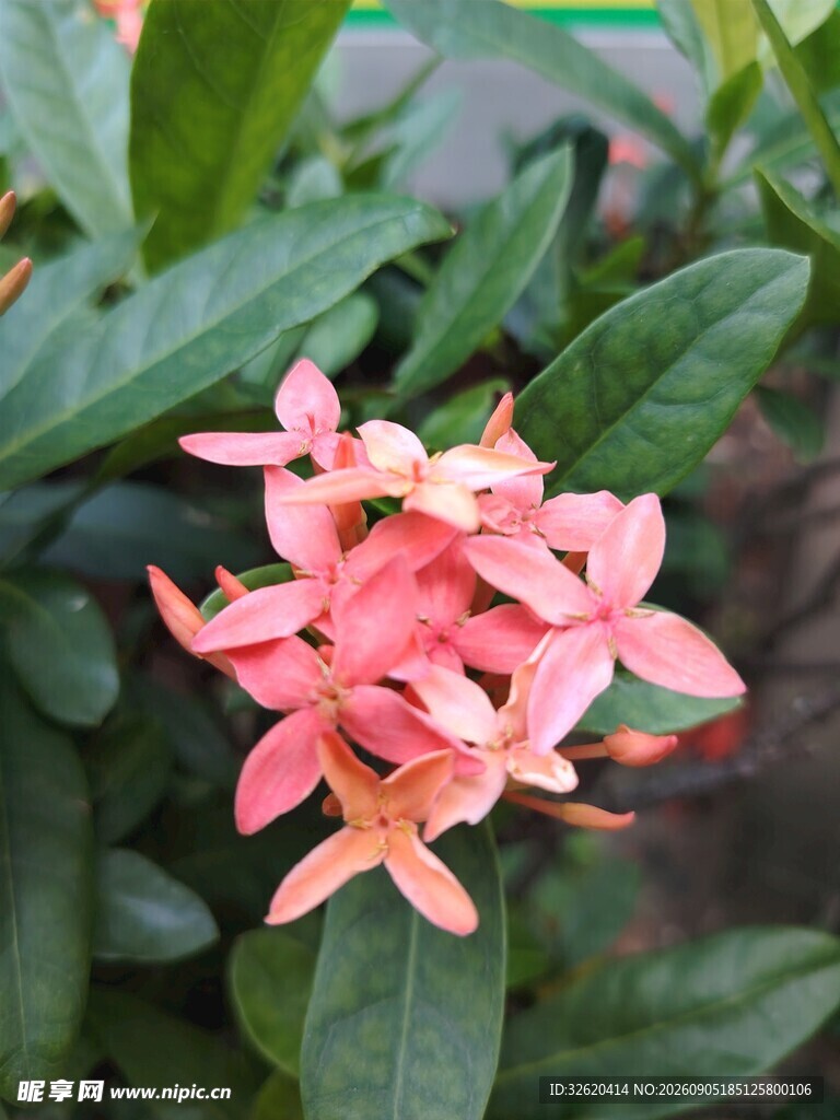 龙船花