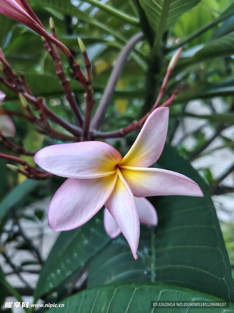 鸡蛋花