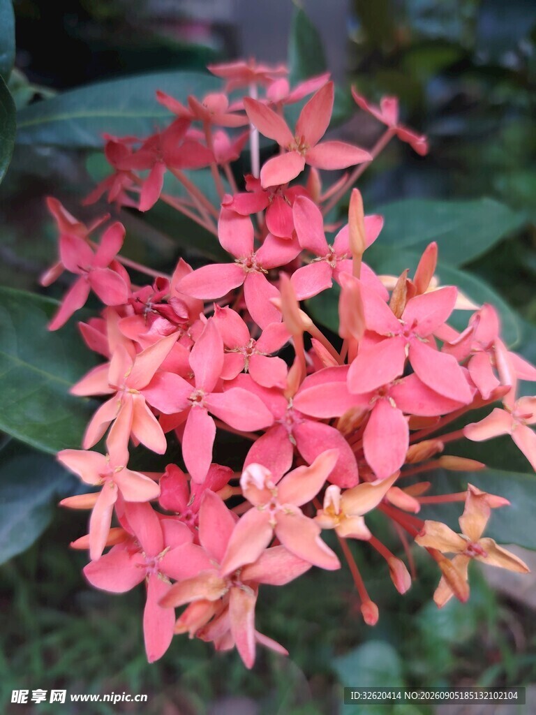龙船花