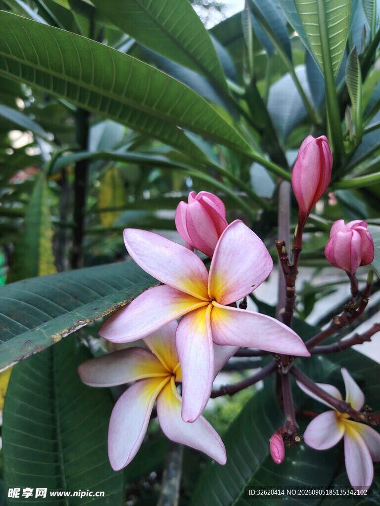 鸡蛋花