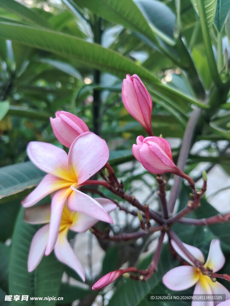 鸡蛋花