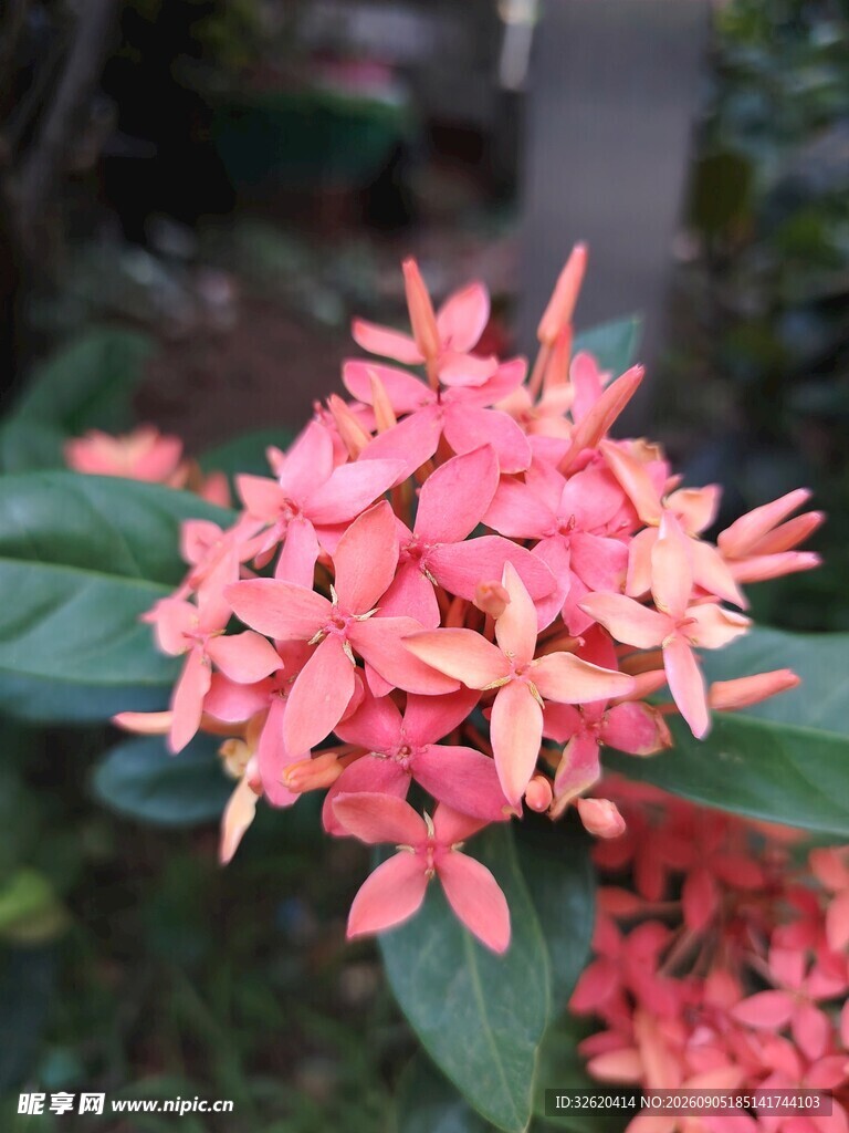 龙船花