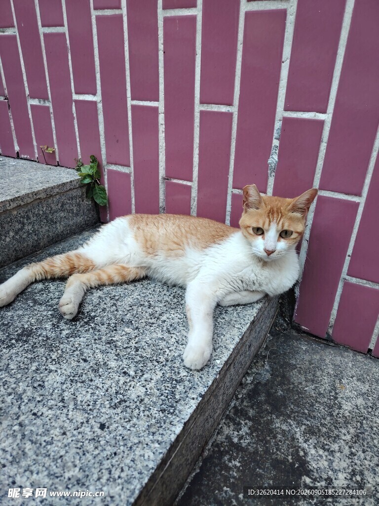 台阶上休憩的橘白猫咪