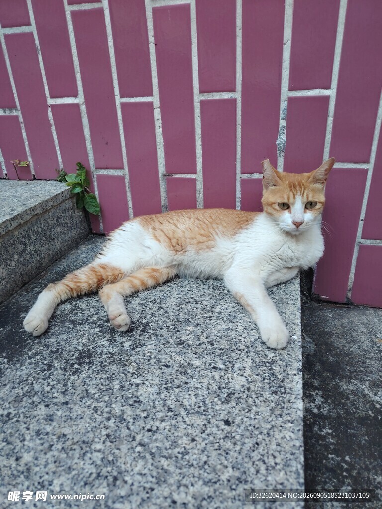 台阶上休憩的橘白猫咪