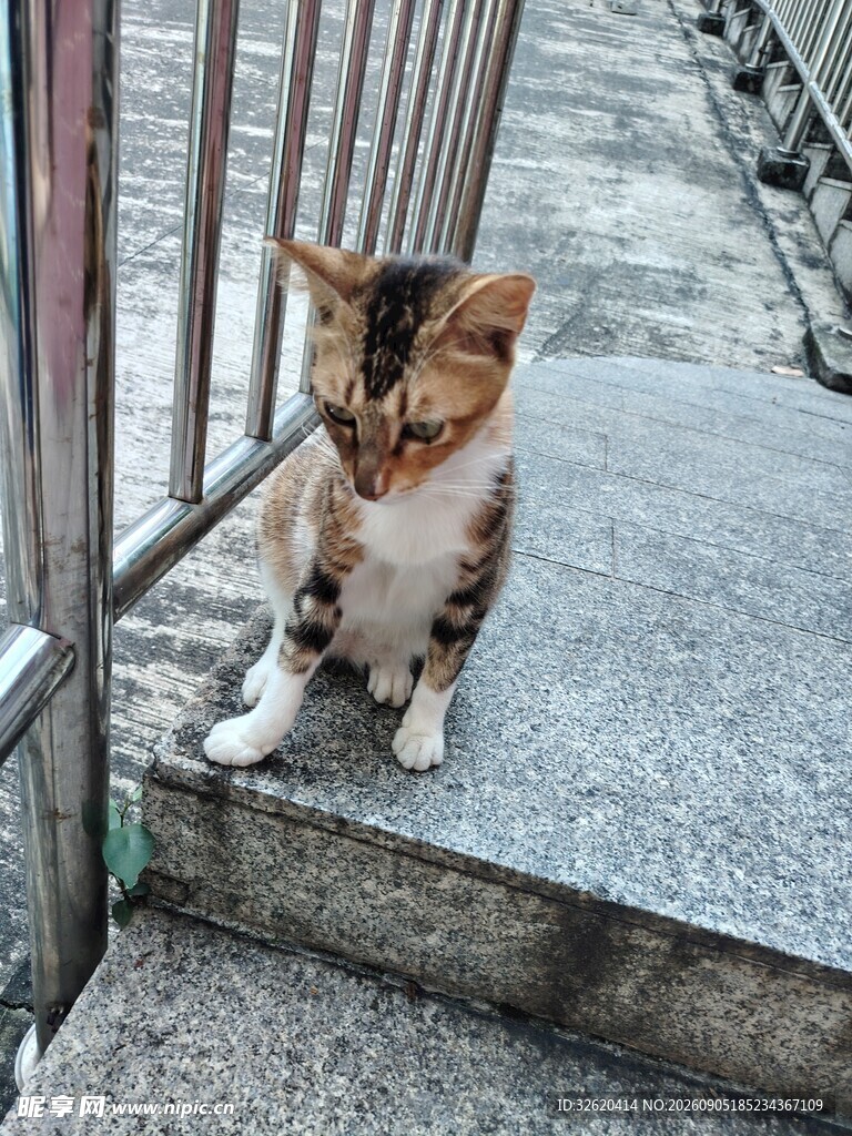 台阶上的三色猫咪