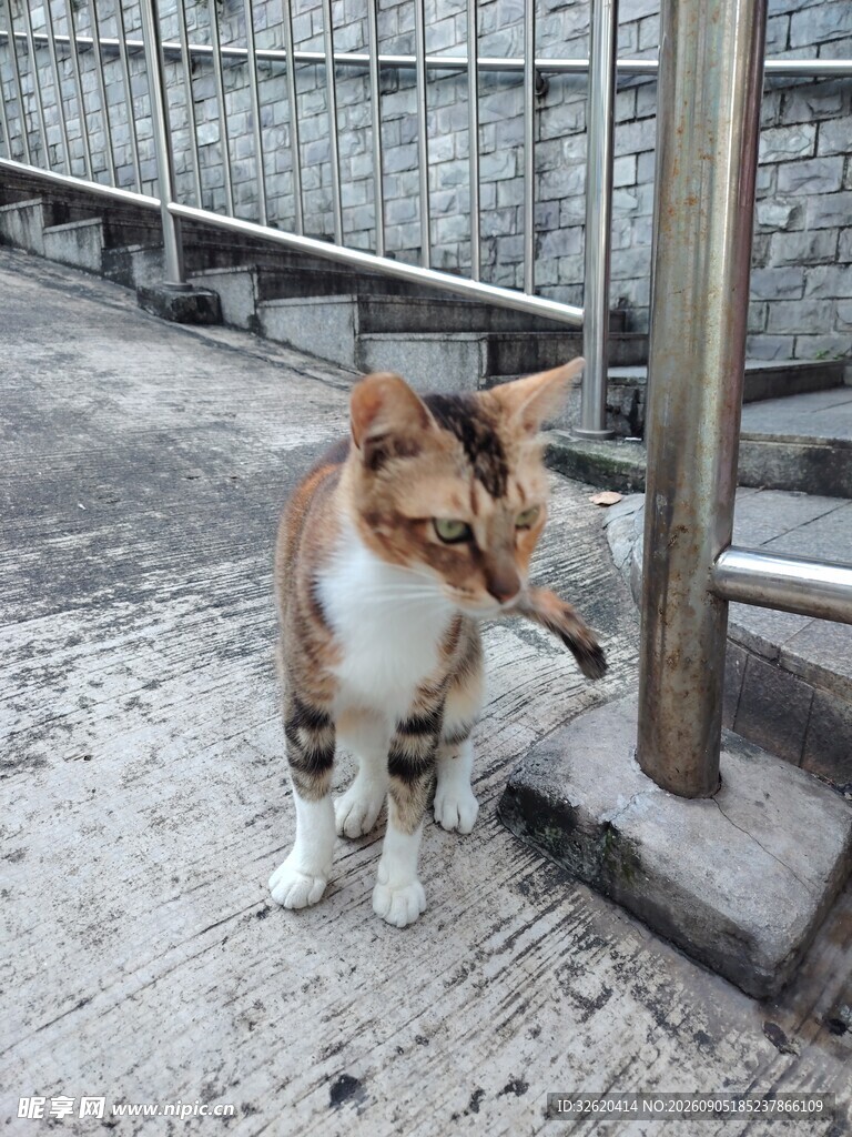 户外蹲坐的三色猫咪