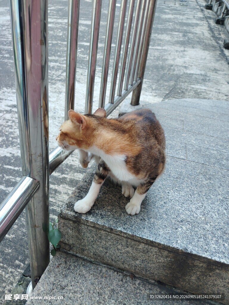 台阶上的三色小猫