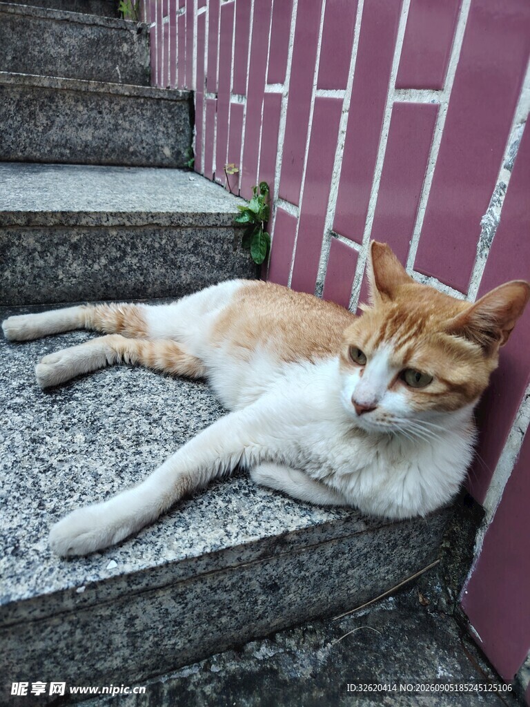 台阶上悠闲躺卧的猫咪