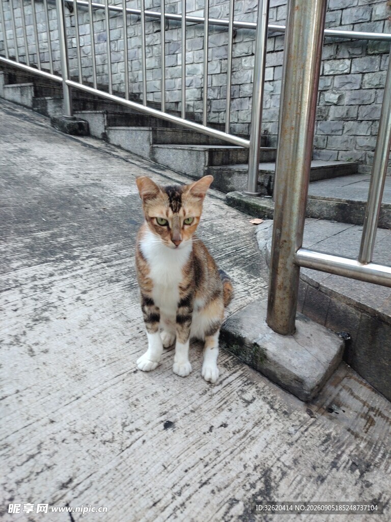 街角的可爱猫咪