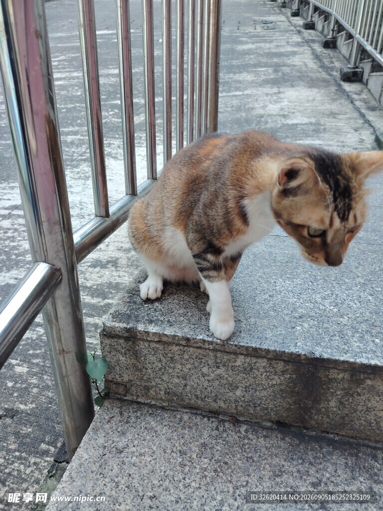 台阶上的三色猫咪
