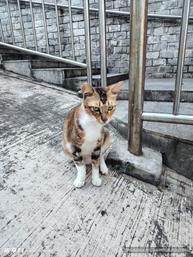 楼梯旁的可爱猫咪