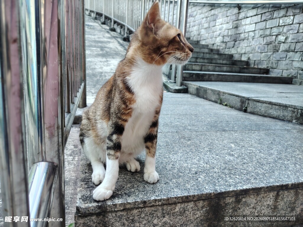 台阶上的三色猫咪