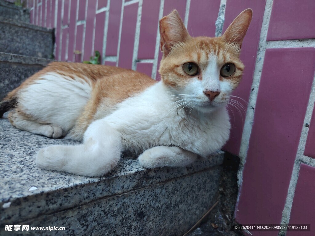 墙边休憩的三色猫咪