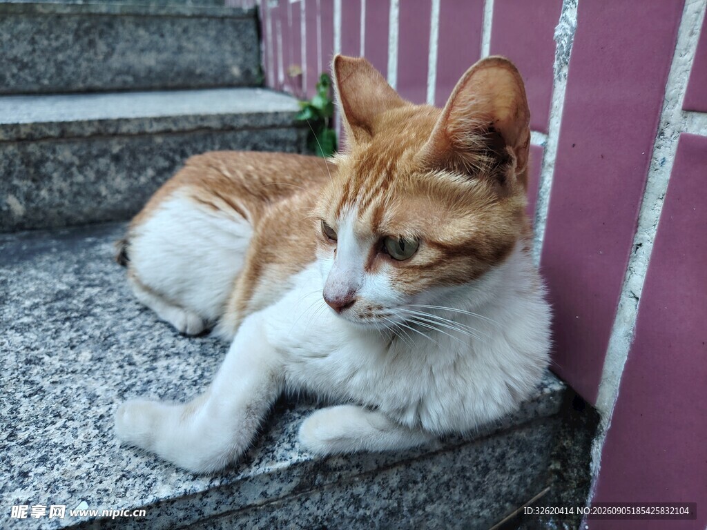 台阶上的橘白猫咪