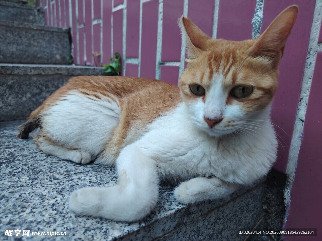台阶上的橘白猫咪