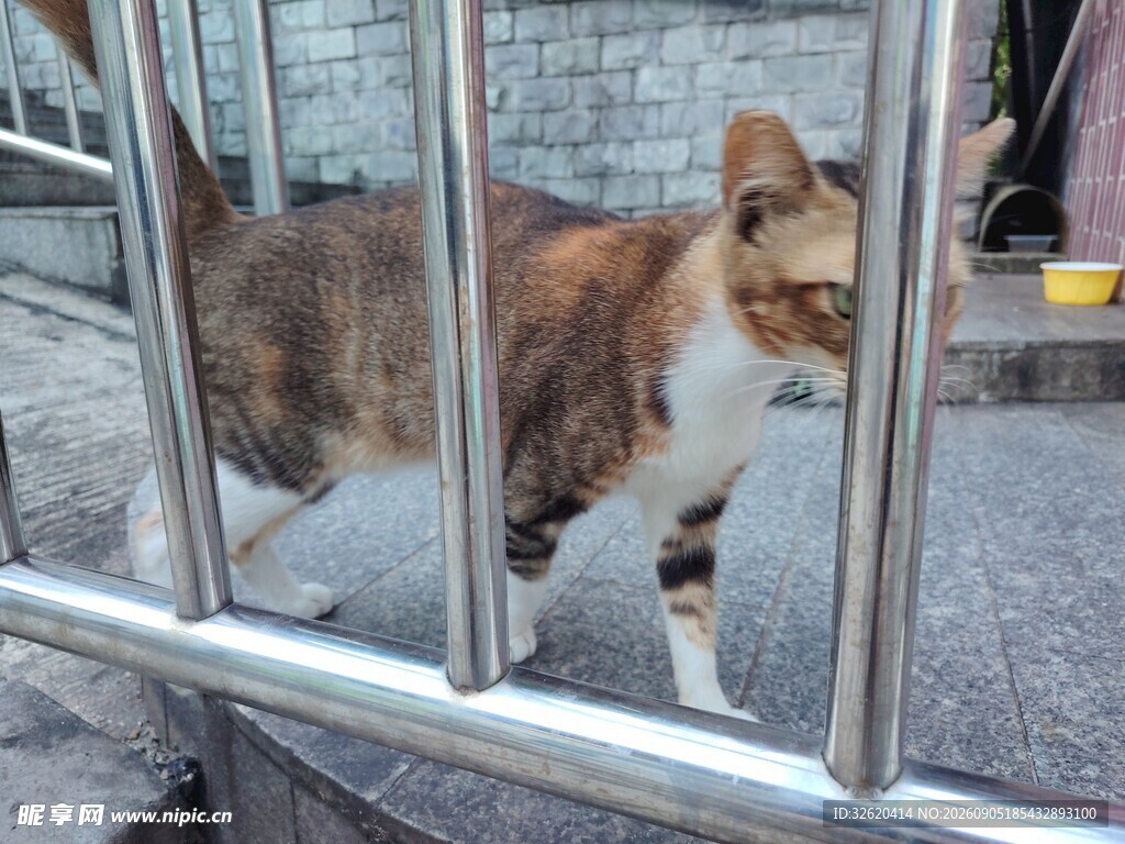 栅栏后的三色猫咪