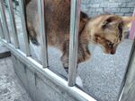 铁栏边的猫咪