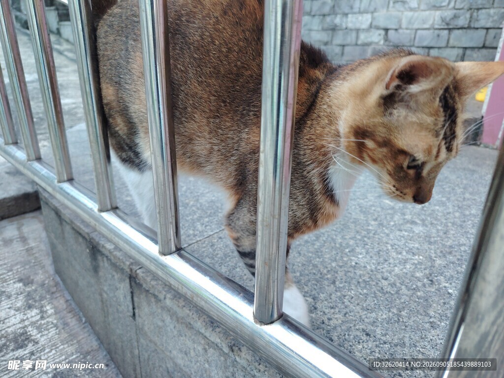 铁栏边的猫咪